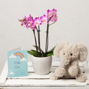 Orchid Baby Gift