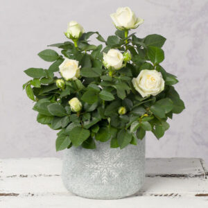 White Winter Rose
