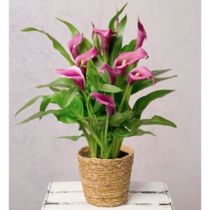 Purple Calla Lily in Seagrass Pot