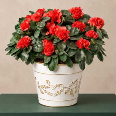 Red Azalea in Cream Zinc Pot